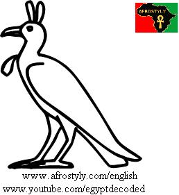 Sennâr guinea-fowl (Numida m. meleagris)