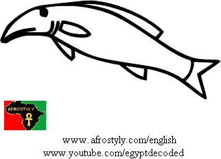 Oxyrhynchus fish